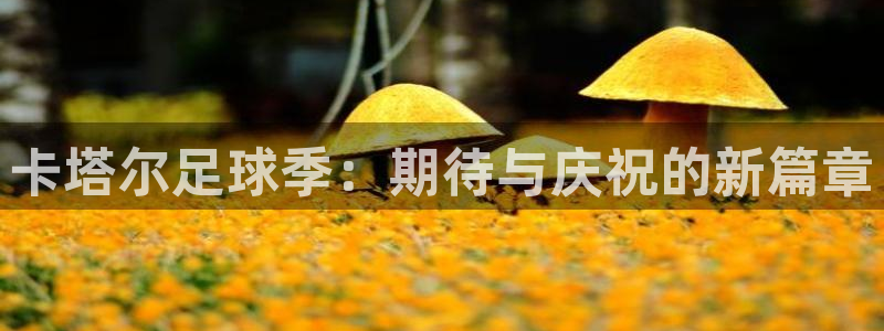 卡塔尔足球季：期待与庆祝的新篇章